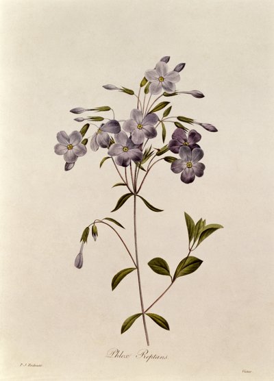 Phlox reptans von Pierre Joseph Redouté